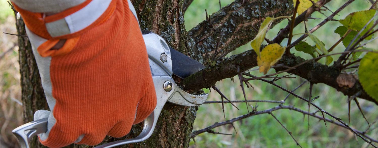 Services tree trimming